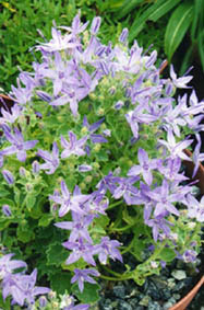 Campanula fenestrella